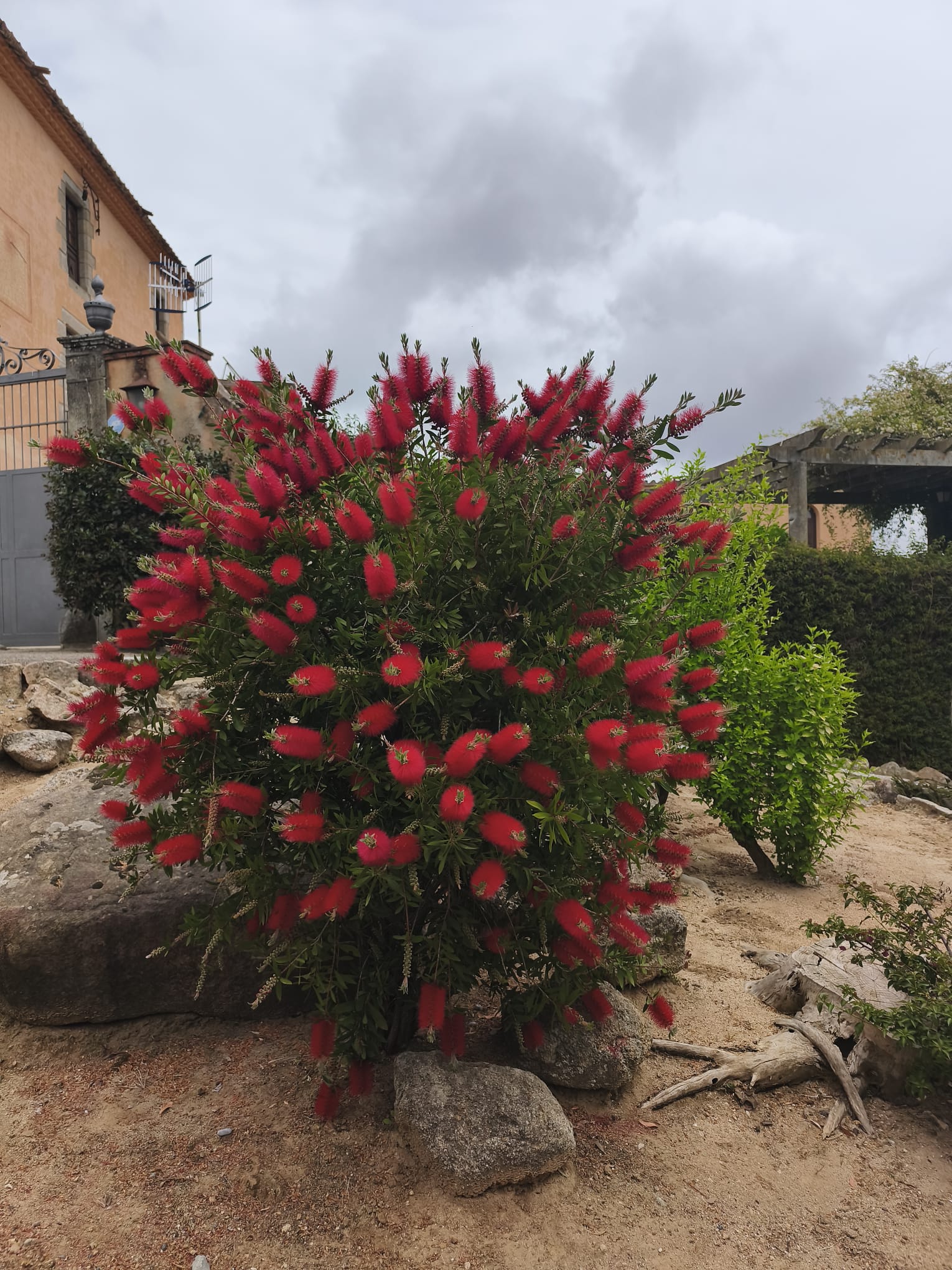 flors