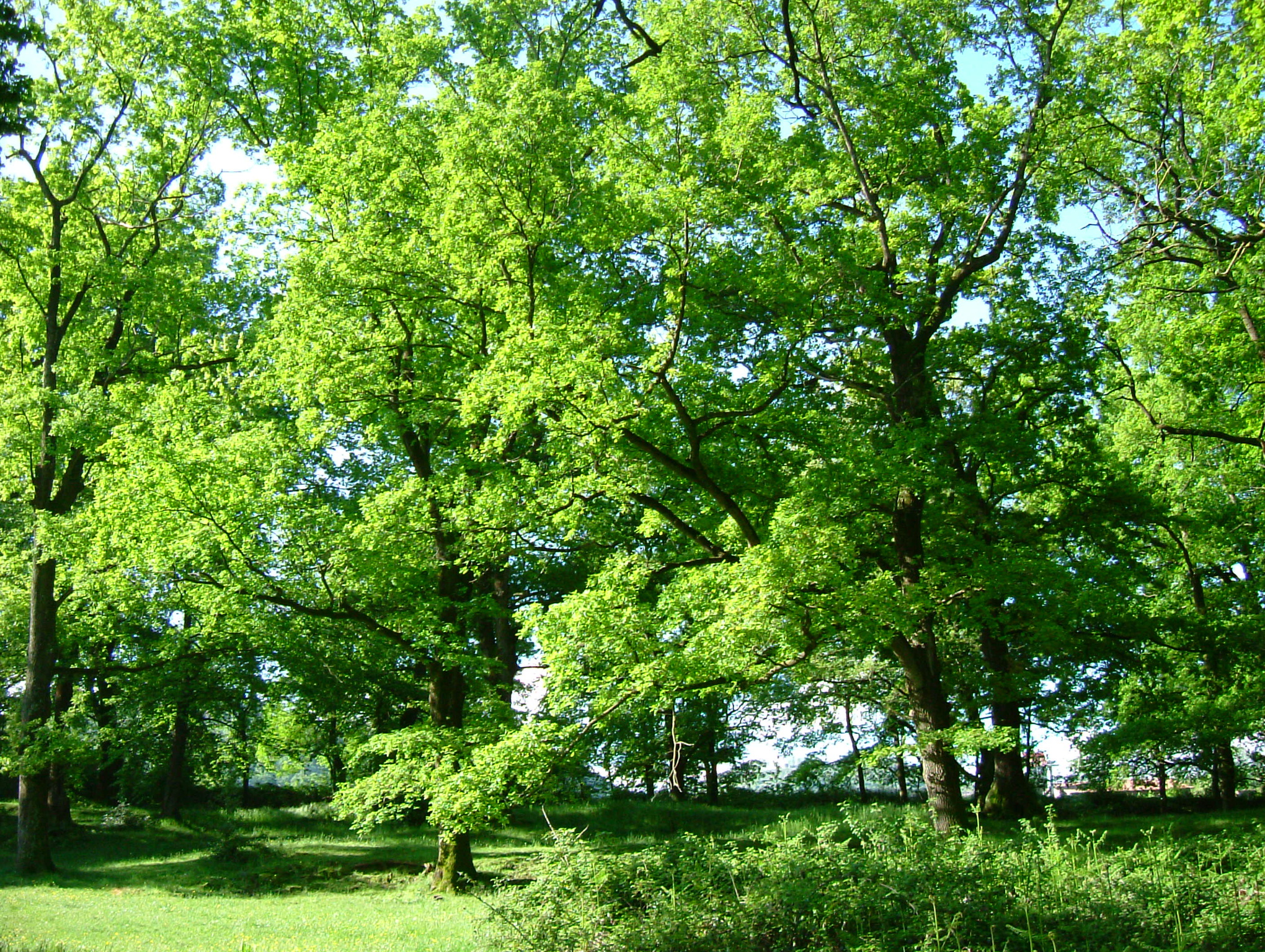 El paisatge d'Olot