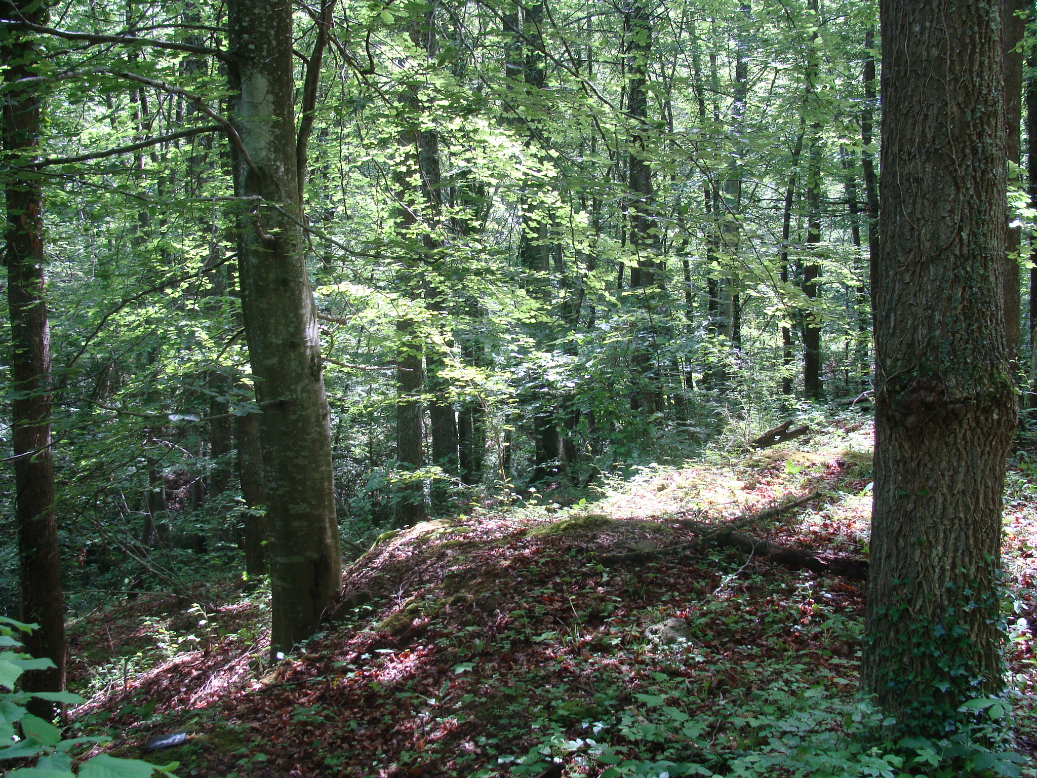 Centre d'Educació Ambiental Alt Ter