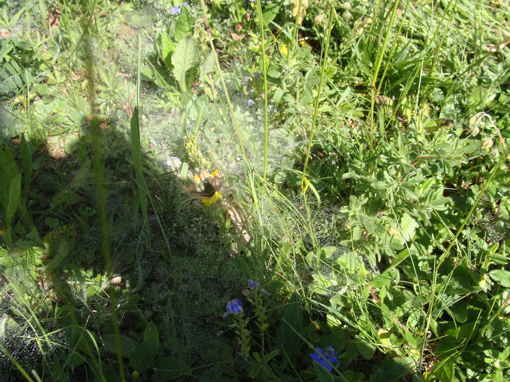 Fauna i flora
