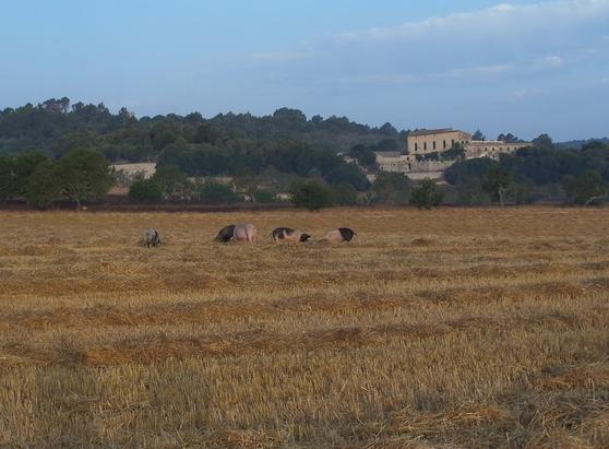 Activitat econòmica de Sant Joan