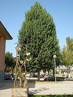 El bordilenc, pollancre de Bordils