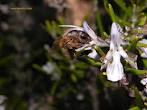 El paisatge vegetal de Benafigos, resultat del clima i el sòl