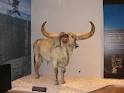 El museu de la Valltorta, Tírig