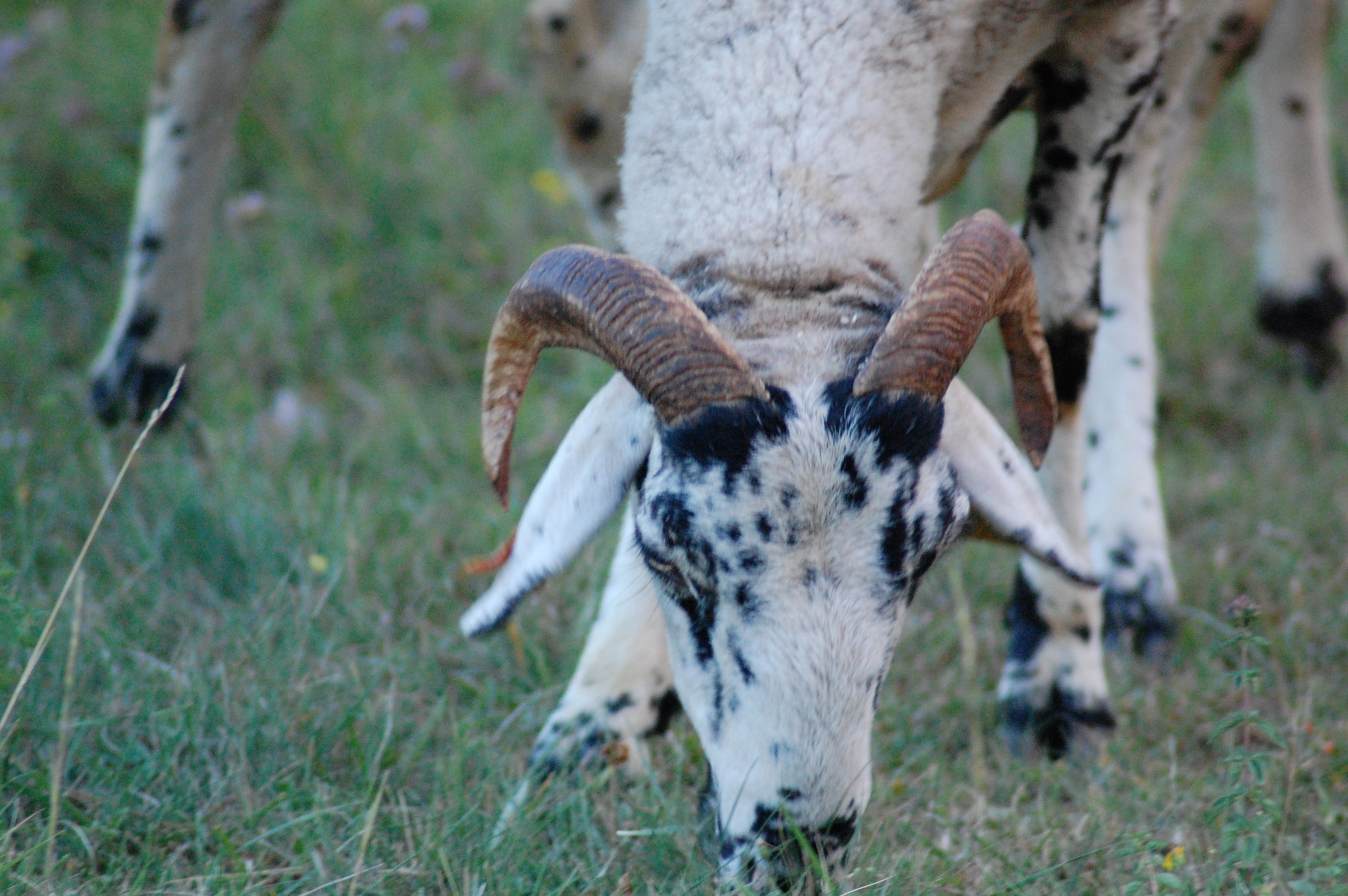 l'ovella Ripollesa