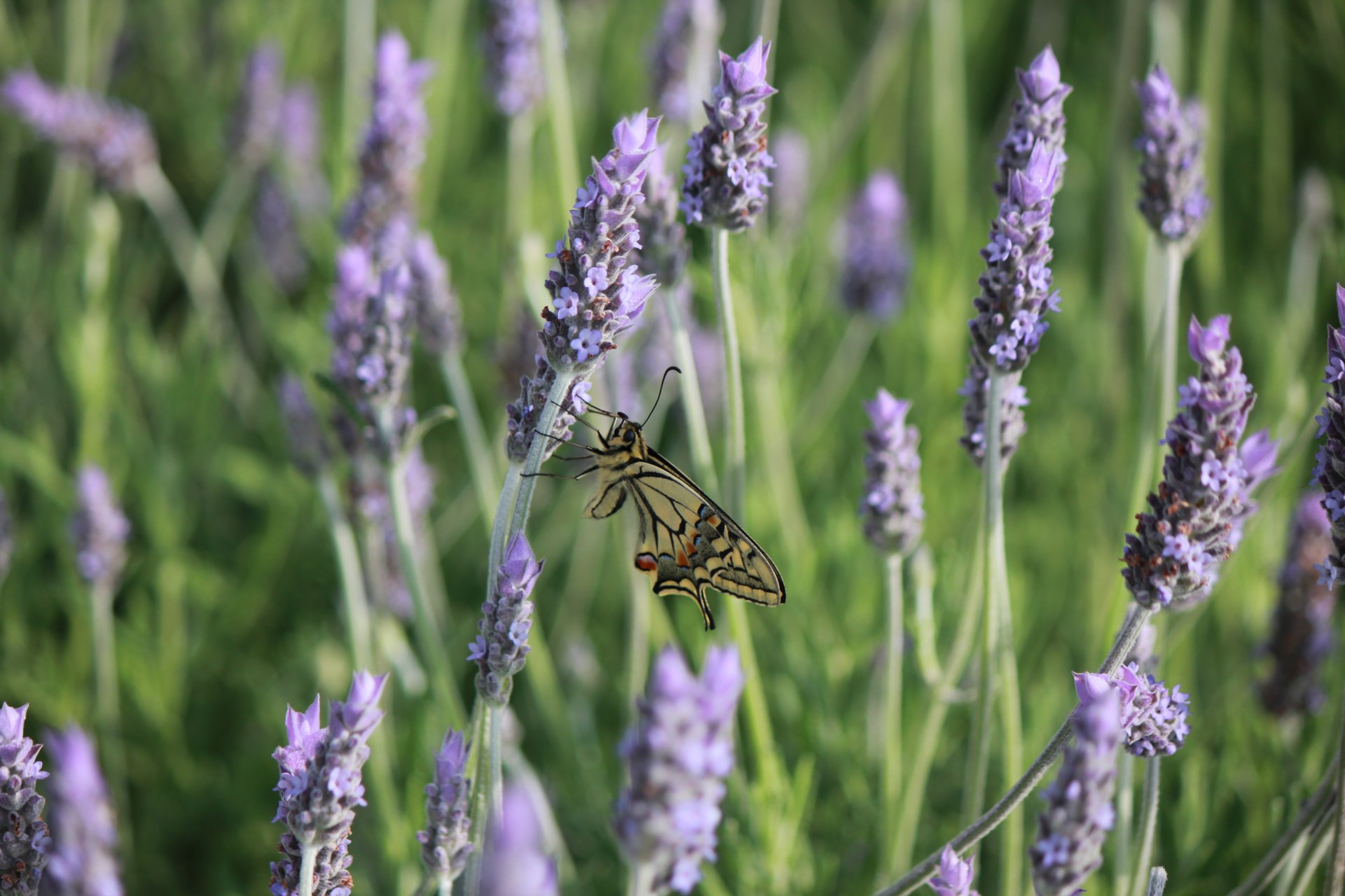 Jardí botànic medicinal i ecològic