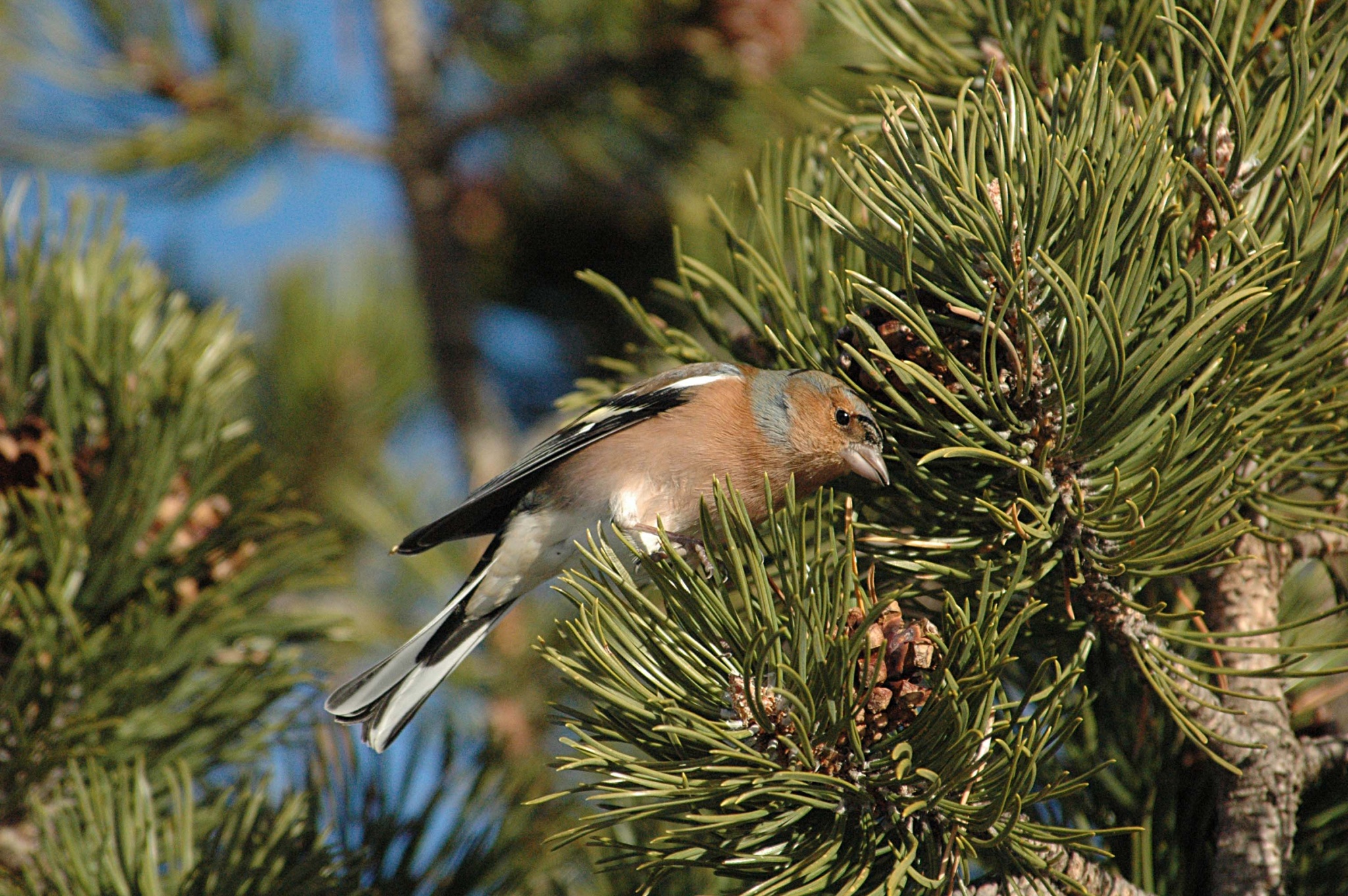 Fauna d'Andorra