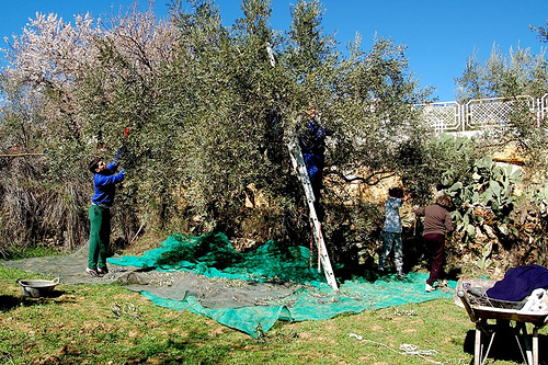 L'olivera i l'extracció d'oli 