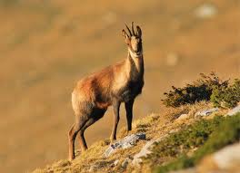 Medi natural i paisatge d'Andorra la Vella
