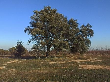 L'alzina centenària i el patrimoni natural d'Alcarràs