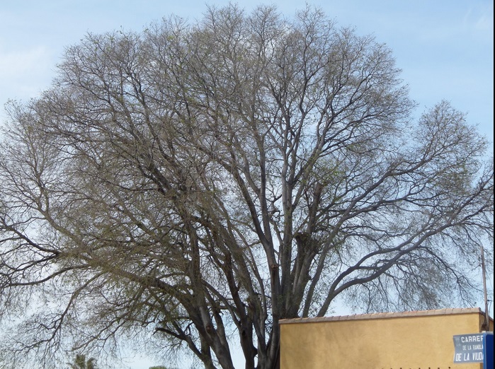 Lledoner monumental (Celtis australis)