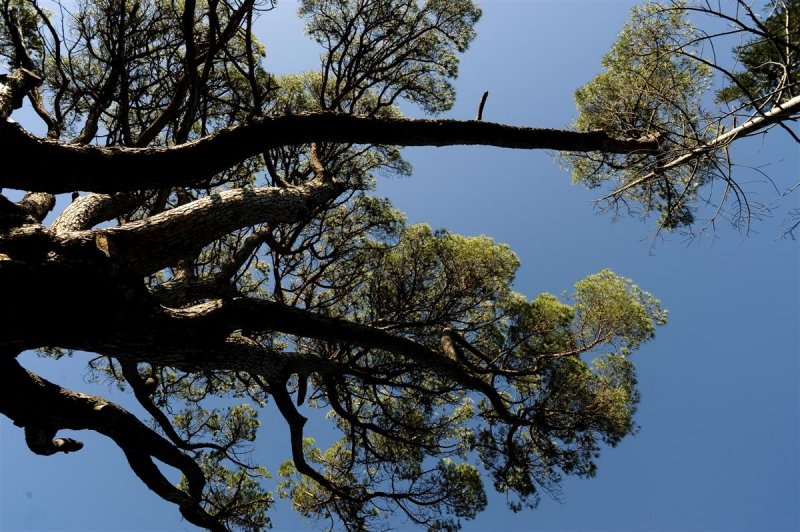 Arbres Monumentals. Pi de Can Saguer, a Maçanet de Cabrenys