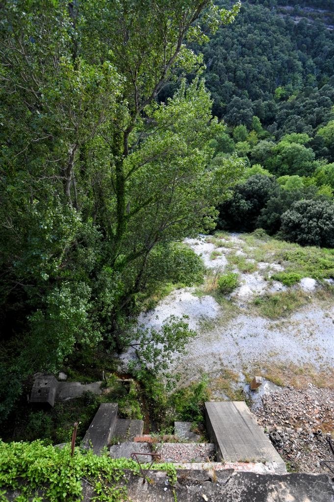 Arbres monumentals. Pollancre de la Mina Canta, a la Vajol