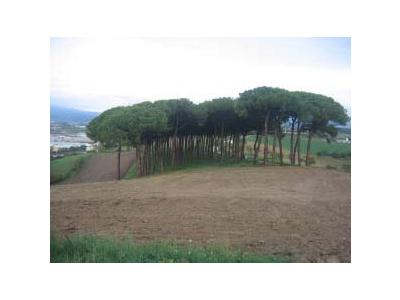Glorieta d’en Puntes, el bosc dels Quaranta Pins i jaciment romà