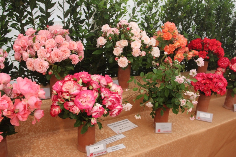 Sant Feliu de Llobregat i les roses