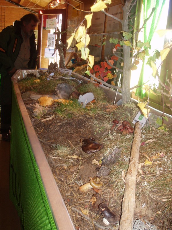 L'Aula de Natura de Naturlandia