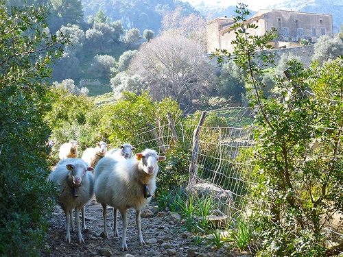 Finca Pública Son Fortuny
