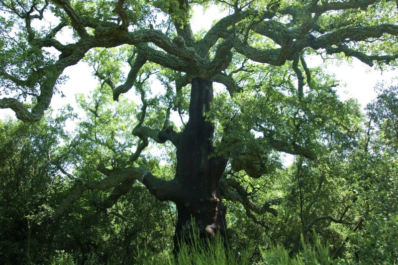 Arbres monumentals. Suro de la Pubilla, a Maçanet de Cabrenys