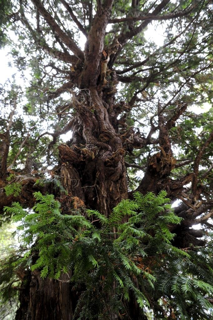 Arbres monumentals. Roure de la Font del Bac