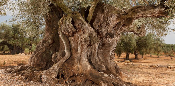 Oliveres mil·lenàries d'Ulldecona