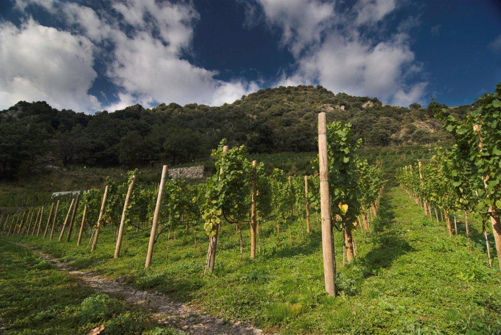 Vins a Andorra
