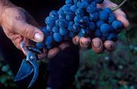 Gastronomia de Sant Julià de Lòria