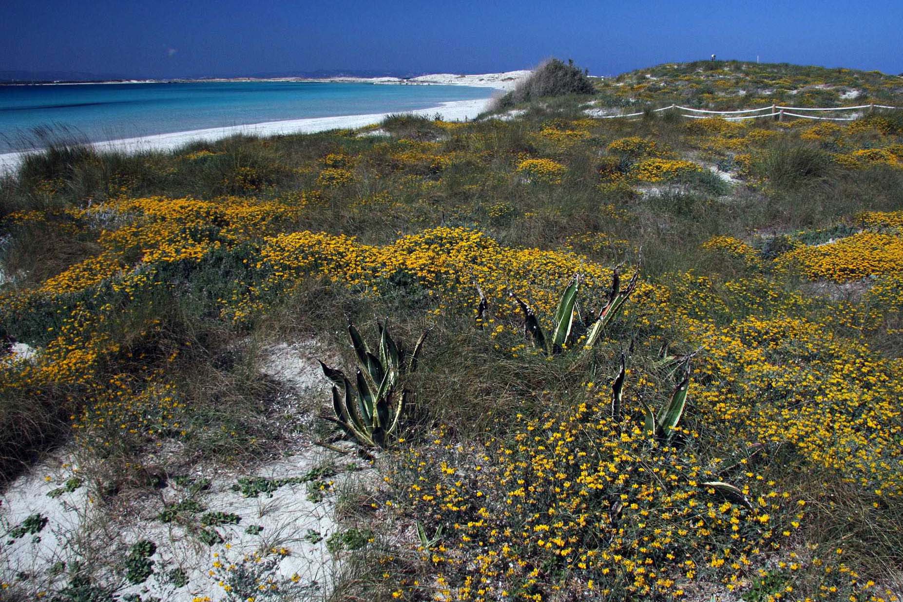 Aigües cristal·lines, figueres, molins i salines: la volta a Formentera