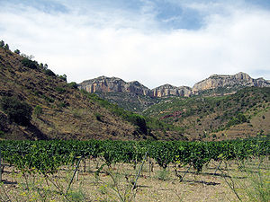 Entre les vinyes del Montsant