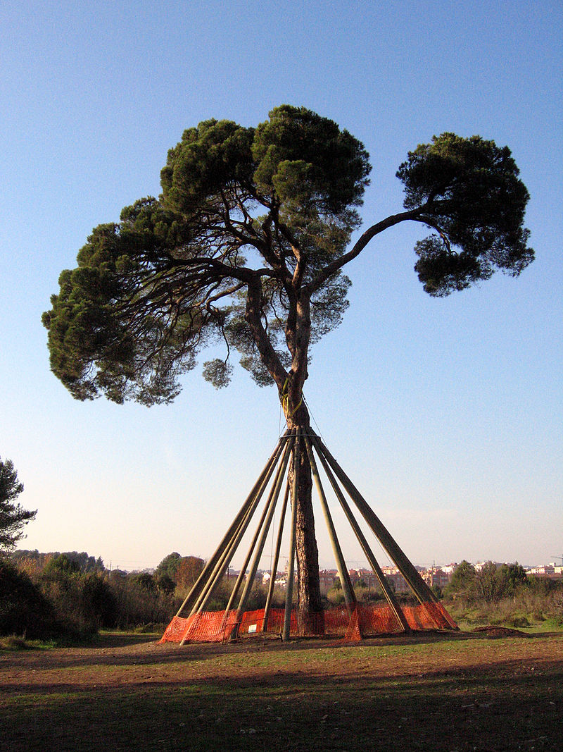 Pi d'en Xandri
