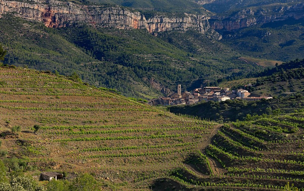 Entre les vinyes del Montsant