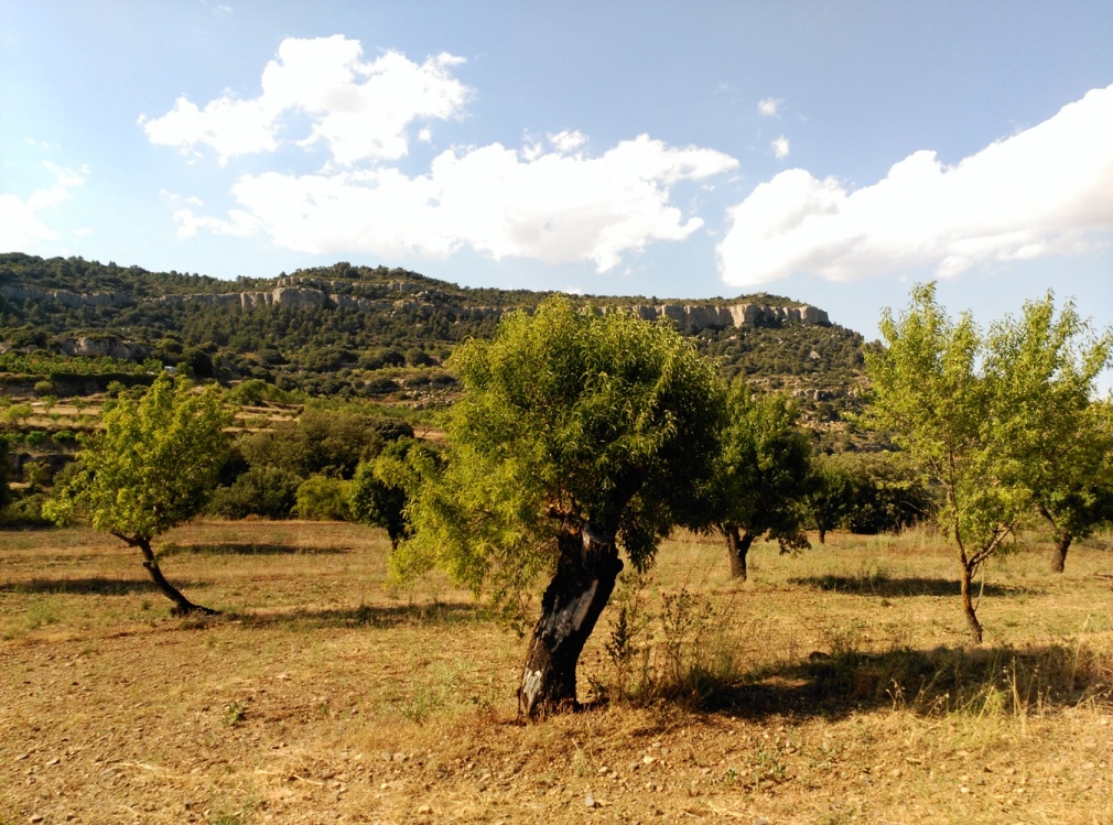 El Camí dels Cartoixans