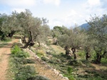 El Camí a Mallorca