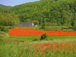 Camp de roselles