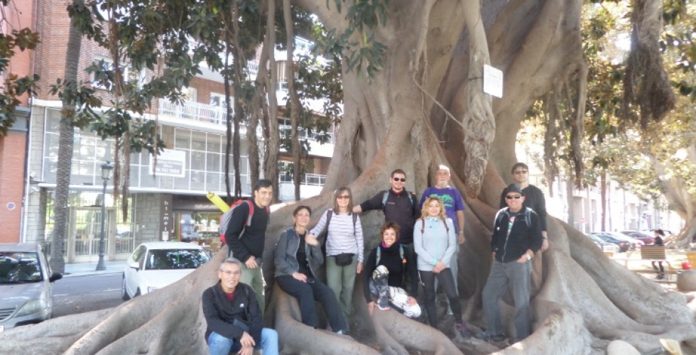  El Grup de Caminants al ficus monumental