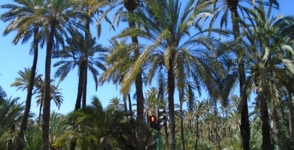 El Palmerar d'Elx a l'etapa de la Foia a Elx