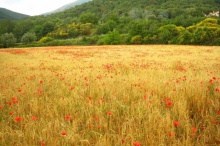 Camps de Palau