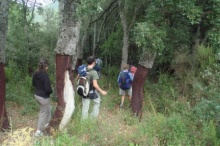 Alzines sureres camí de Riells.