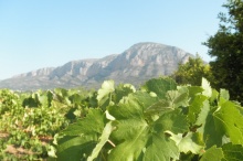 Vinyes verdes vora el Montgó.