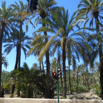 El Palmerar d'Elx a l'etapa de la Foia a Elx